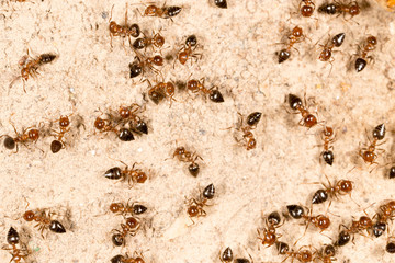 A lot of ants on the ground