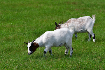 Obraz premium goats grazing the grass and fighting on the meadow 