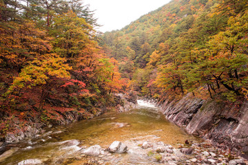 Fototapeta na wymiar Sogeumgang of beautiful autumn leaves of Odaesan Mountain.