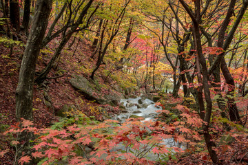 Sogeumgang of beautiful autumn leaves of Odaesan Mountain.