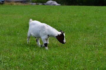 goats grazing the grass and fighting on the meadow 