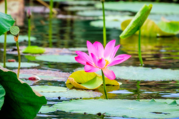 Sacred lotus with large pink flowers at Corroboree Wetlands, Northern Territory, Australia