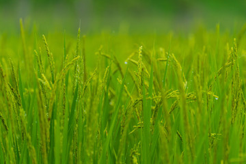 Summer Rice Field