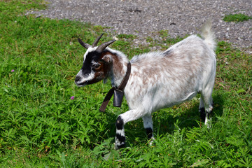 goats grazing the grass and fighting on the meadow 