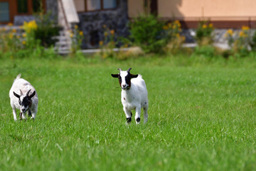 Obraz na płótnie Canvas goats grazing the grass and fighting on the meadow 