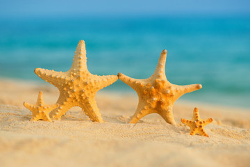 Fototapeta na wymiar A family of sea stars rests on the sea