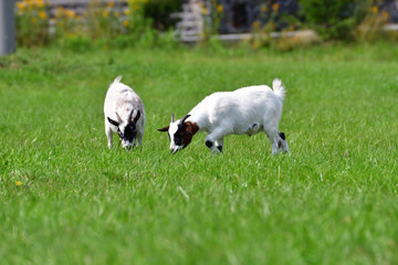 goats grazing the grass and fighting on the meadow 
