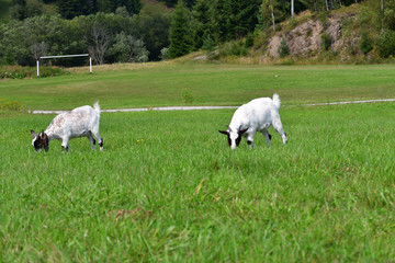 goats grazing the grass and fighting on the meadow 
