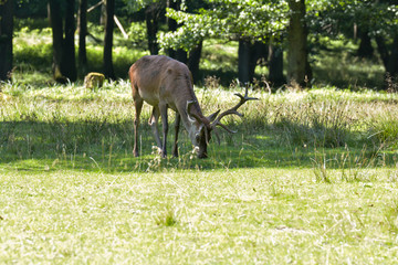 Fototapeta premium Rotwild im Wald