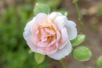 Ambridge Rose; Shrub Rose, Pink Rose Originally Produced by the Breeder Austin in UK, 1990