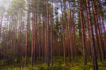 Obraz premium Pines high mystical of evening. The mystical nature of the wild forest. The landscape of Northern coniferous trees with long trunks.