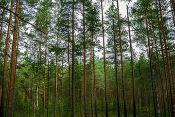 Pine pretty high looking at sunset in sky. The mystical nature of the wild forest. The landscape of Northern coniferous trees with long trunks.