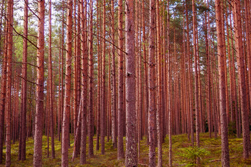 Obraz premium Mystic pines high sunset. The mystical nature of the wild forest. The landscape of Northern coniferous trees with long trunks.