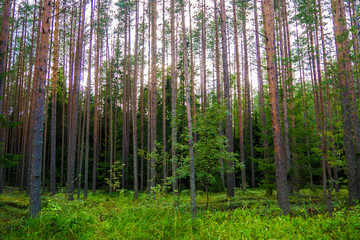 Obraz premium Mystic green pines high in the evening. The mystical nature of the wild forest. The landscape of Northern coniferous trees with long trunks.