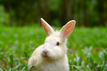 white wild rabbit and red eye looking something on meadow and green grass nature with tree in the garden or jungle for animal life background