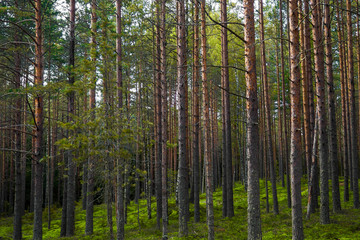 Obraz premium Panorama Pines high mystical. The mystical nature of the wild forest. The landscape of Northern coniferous trees with long trunks.