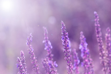Obraz premium Wild flowers of sage. Violet flowers with a toned background. Selective focus