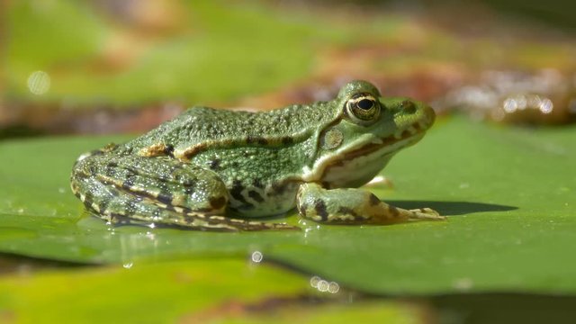 Marsh frog on the yellow water-lily