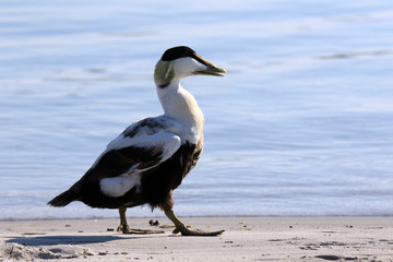 Männliche Eiderente beim Strandspaziergang