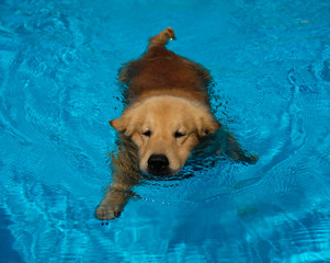 Golden Retriever Puppy Exercise in Swimming Pool