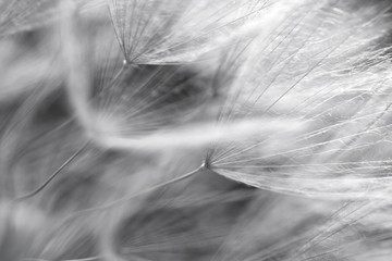 detail of seed of dandelion © kamilpetran