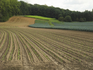 champs cultivés agriculture