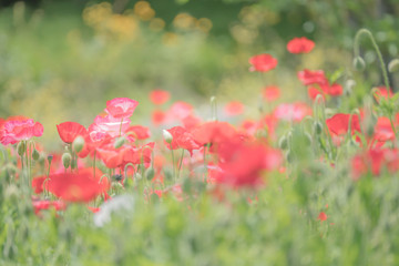 Poppy Field