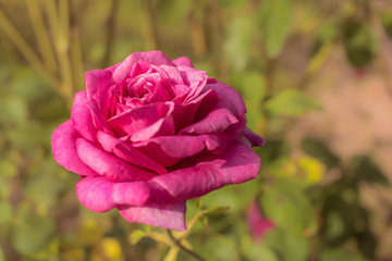 Moondrops 85; Hybrid Tea Rose, Pink Rose Originally Produced by the Breeder Delforge in Belgium, 1985