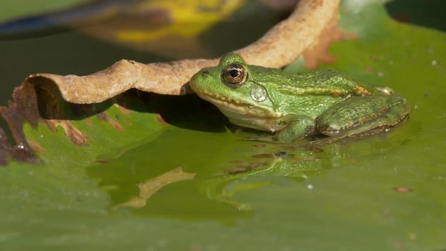 Marsh frog (Pelophylax ridibundus) on the yellow water-lily