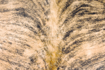 Background photo color of cowhide fur close-up under the inscription or backing
