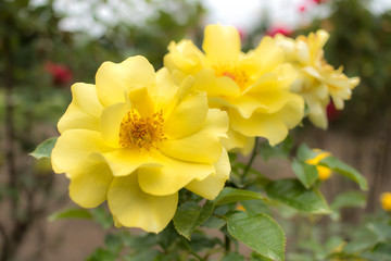 Sun Flare; Floribunda Rose, Yellow Rose Originally Produced by the Breeder Warriner in USA, 1981