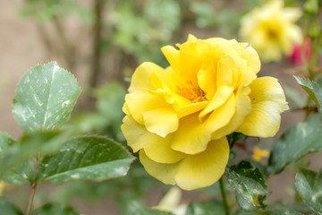 Sun Flare; Floribunda Rose, Yellow Rose Originally Produced by the Breeder Warriner in USA, 1981