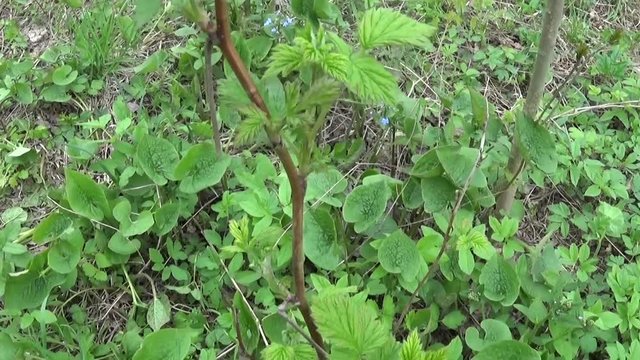 Frash raspberry bush in spring swaying in the wind
