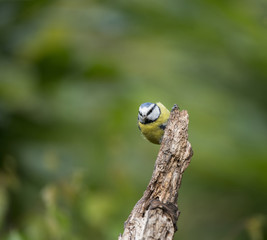Beautiful Blue Tit Cyanistes Caeruleus on tree in woodland landscape setting