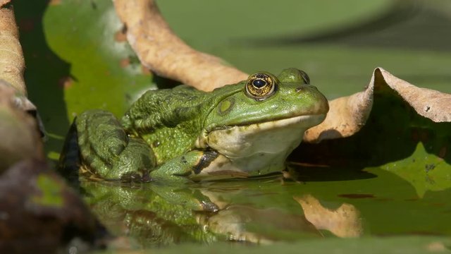 Marsh frog (Pelophylax ridibundus) on the yellow water-lily