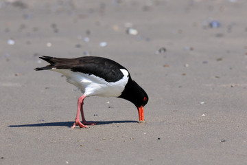 Austernfischer bei der Nahrungssuche