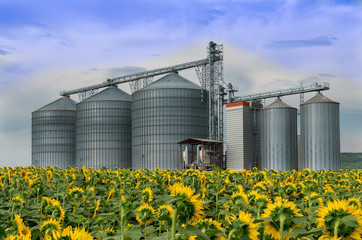 Silo . Field with sunflowers .