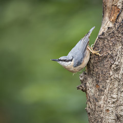 Beautiful Nuthatch bird Sitta Sittidae on tree stump in forest landscape setting