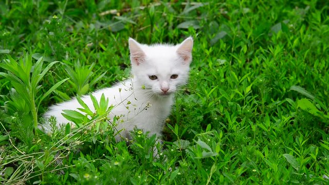 White kitten shivering from cold in grass