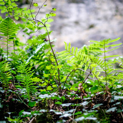  Ferns rising in the woods