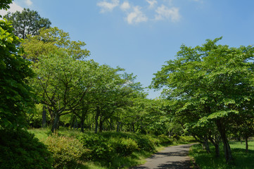 見上げた青い空