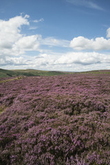 Obraz premium Beautiful vibrant landscape image of Burbage Edge and Rocks in Summer in Peak District England
