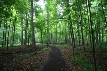 Fototapeta premium Forest