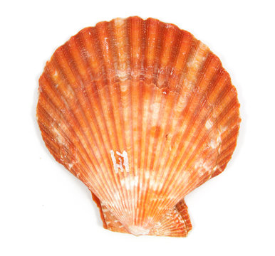 Orange shell see pectinidae on the white