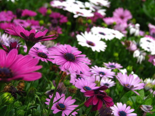 Beautiful Close up - White Blue Flowers