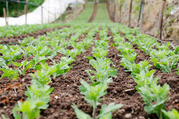 Freshness Ornamental of Chrysanthemum Leaf or Morifolium Leaf in a Farm by Taken at Doi Intanon, Chiang Mai, Thailand.