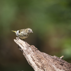 Beautiful juvenile Siskin bird Spinus Spinus on tree stump in forest landscape setting