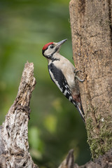 Beautiful Great Spotted Woodpecker bird Dendrocopos Major on tree stump in woodland landscape setting