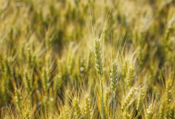 Picturesque mature, golden-brown field, yellow wheat at sunset. Grain harvest in summer.