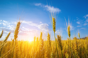 Picturesque mature, golden-brown field, yellow wheat at sunset. Grain harvest in summer. - obrazy, fototapety, plakaty